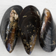 Illustration for article titled Humans piss out so many drugs that Seattles mussels now test positive for opioids